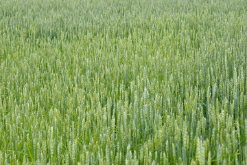 Wheat field