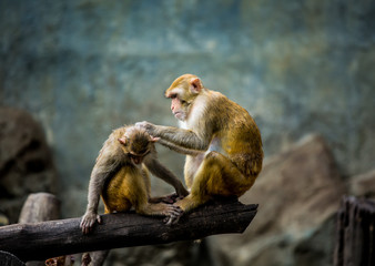 monkey in chiangmai Thailand