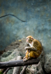 monkey in chiangmai Thailand