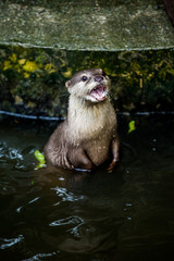 otter in chiangmai Thailand