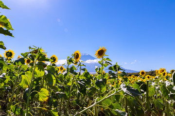 The Mount Fuji of the first snowcap and sunflower