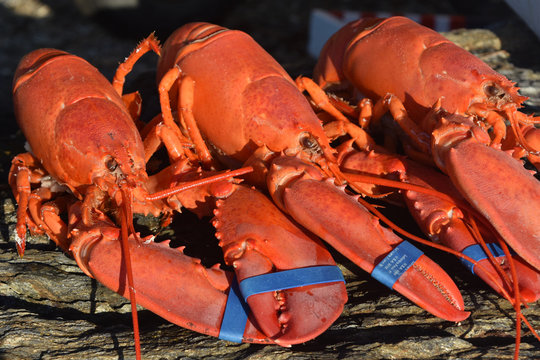 1,095 imágenes, fotos de stock, objetos en 3D y vectores sobre Hands  holding lobster