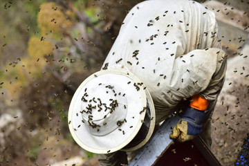 Bees around a beekeeper looking at a beehive
