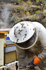 Bees around a beekeeper looking at a beehive