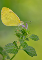 Sulphur Phoebis Agarithe Butterfly