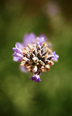 Lilac, macro