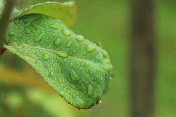 gouttes d'eau feuille