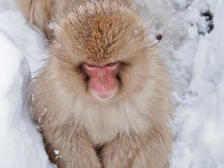 Portrait of a Japanese Snow Monkey Macaque at hot spring onsen in Jigokudani Monkey Park, Nagano prefecture, Japan. Focus on its face.