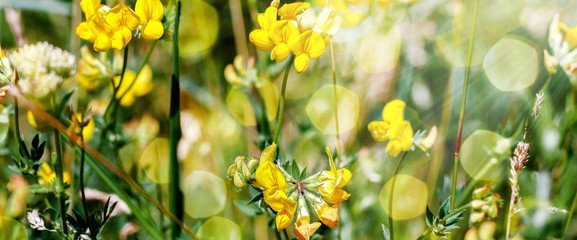 Yellow flowers with grass and bokeh
