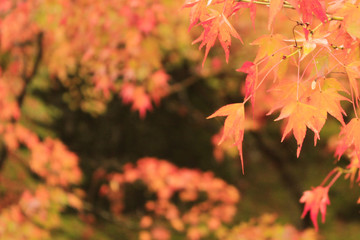 Blurred maple trees background