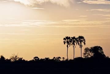 Fototapeta na wymiar Palmen im Sonnenuntergang