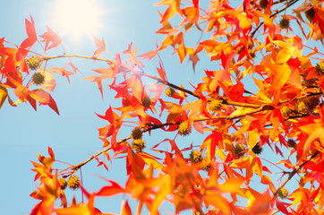 Invitation to dream, silence, relation, timeout, happiness: wonderful day in autumn forest :)