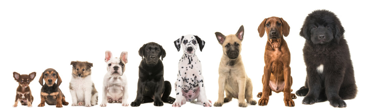 Nine different breed puppy dogs on a row from small to large isolated on a white background