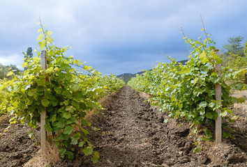 Fototapeta na wymiar Countryside landscape, vineyard in the Crimea