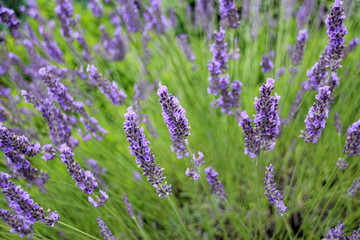 Sommer Garten der Sinne