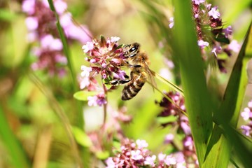 abeille butinant du serpolet