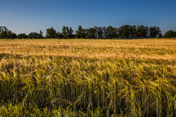 golden wheat field and sunny day