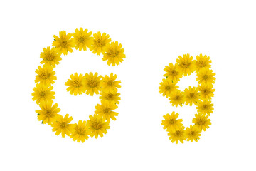Letter G, alphabet made from yellow Wedelia flowers isolated on white background