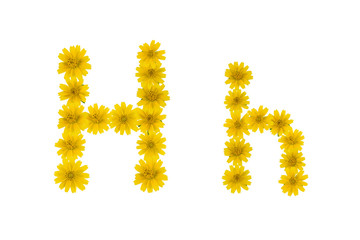 Letter H, alphabet made from yellow Wedelia flowers isolated on white background