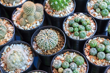 Cactus, Succulents in plastic pot at tree market for decoration and landscape idea concept design.