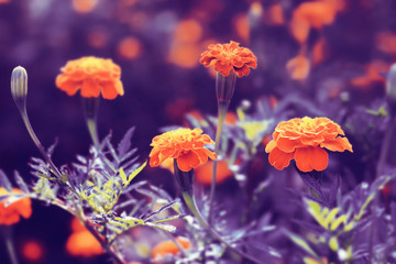 Tagetes orange flowers blossom. Floral vintage background.
