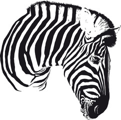Fototapeta premium Zebra Head