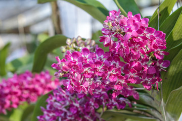 Beautiful orchid flower and green leaves background in the garden at winter or spring day for...
