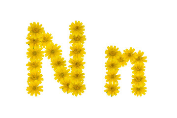 Letter N, alphabet made from yellow Wedelia flowers isolated on white background