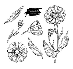 Calendula vector drawing. Isolated medical flower and leaves. Herbal engraved style illustration. - obrazy, fototapety, plakaty