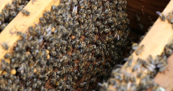The bee hive is shot close-up in the summer on an apiary
