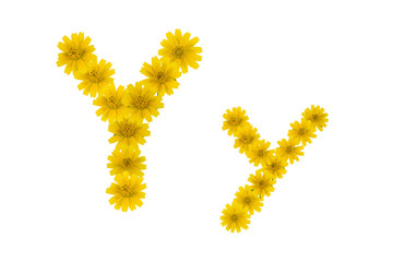 Letter Y, alphabet made from yellow Wedelia flowers isolated on white background