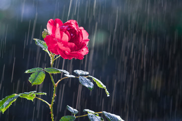 Red Rose in the summer rain