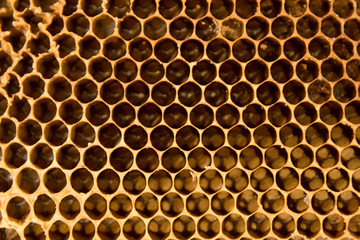 Close up busy yellow honeycomb abstract background