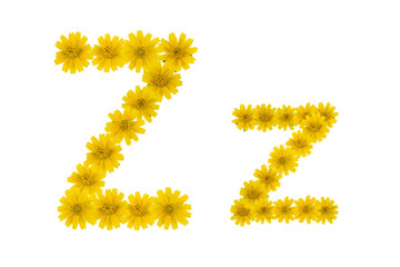 Obraz premium Letter Z, alphabet made from yellow Wedelia flowers isolated on white background