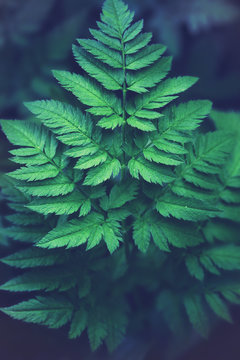 fern leaf full screen