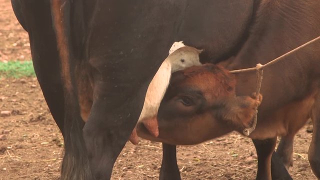 Baby calf getting milk from a milk cow 