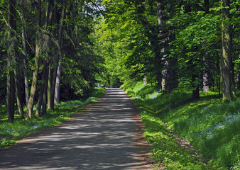road path in the spring forest with blooming forget-me-not
