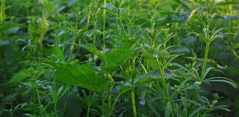 green plants and leaves background with nettles and cleavers
