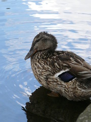 Canard songeur