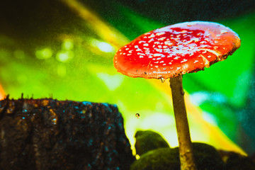 beautiful red with white spots mushroom on moss