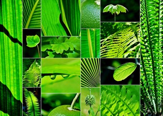 Collage of different green leafs and plants
