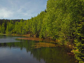 forest lake with fresh green trees