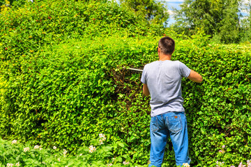 gardener cuts a Bush with electric hedge trimmers