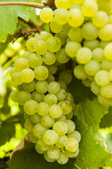 Grapes on Vine