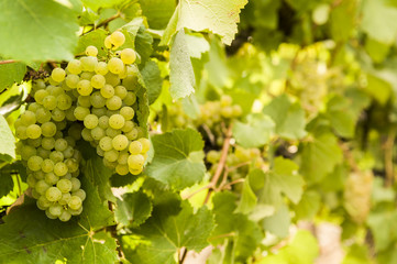 Fototapeta premium Grapes on Vine