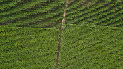 Aerial view of Sugarcane or agriculture in rural Thailand