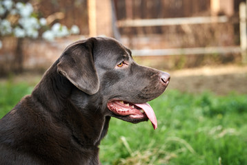 Dog, labrador in the backyard, pets, animals