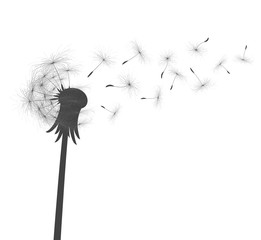 Flower of field dandelion.  © designer_an