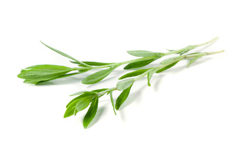 Sprig of fresh thyme isolated on a white background