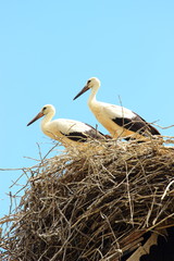Two young storks in nest on the house roof, Nature park Lonjsko polje, Croatia